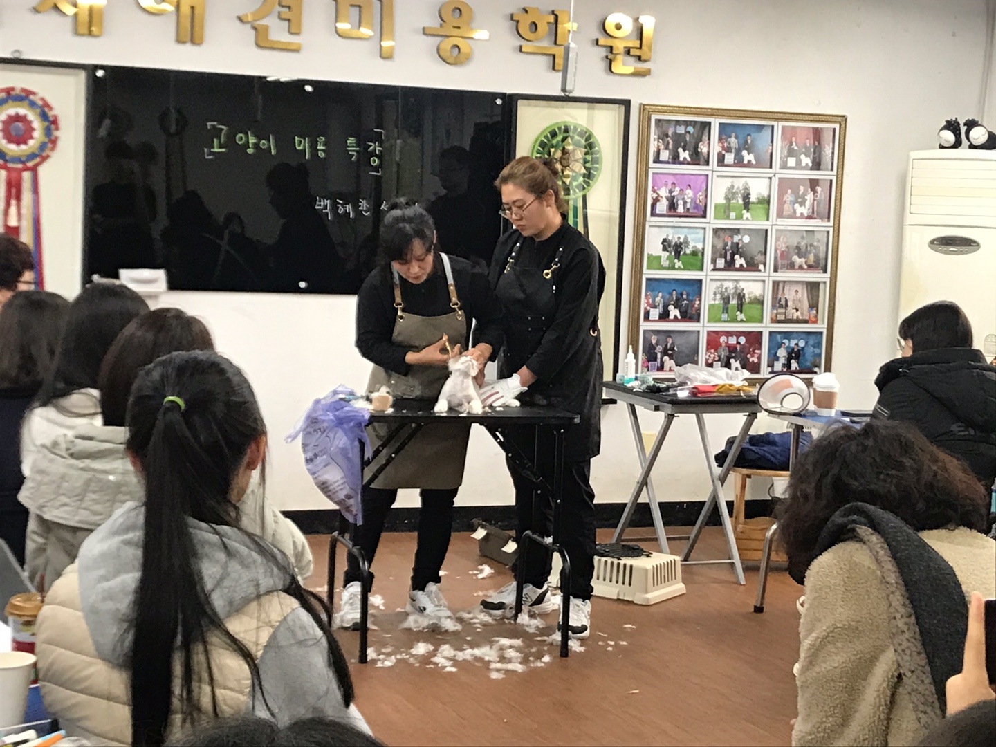 http://www.gjgrooming.com/bs/se2/imgup/1574504344KakaoTalk_20191119_200124650.jpg